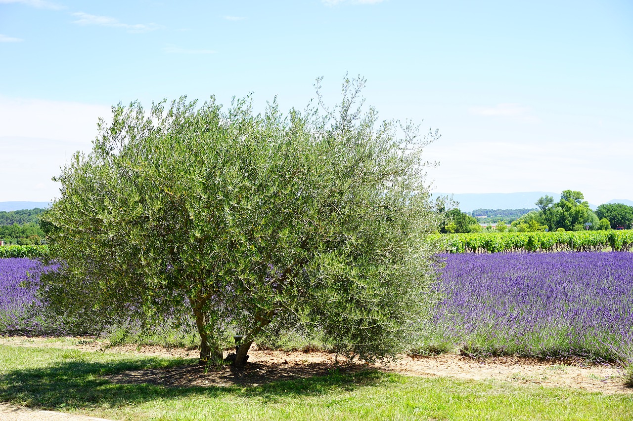 Olive: la flor de Bach del cansancio | Blog IGEM | Institut Guxens de  Medicina Integrativa